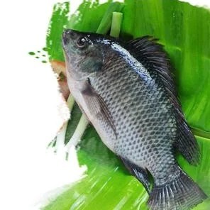 靖西市罗非鱼 大量出售水产品 各种鱼类