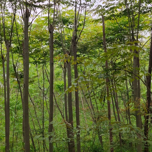 黄兰 黄山栾树米径5公分，截昌杆直
