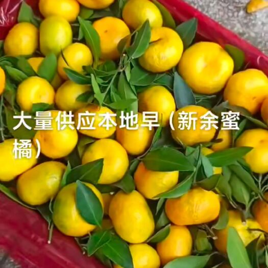 灌阳县蜜桔 桂林本地早桔又叫新余密桔现大量上市