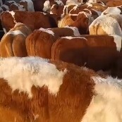 忻州肉牛养殖
