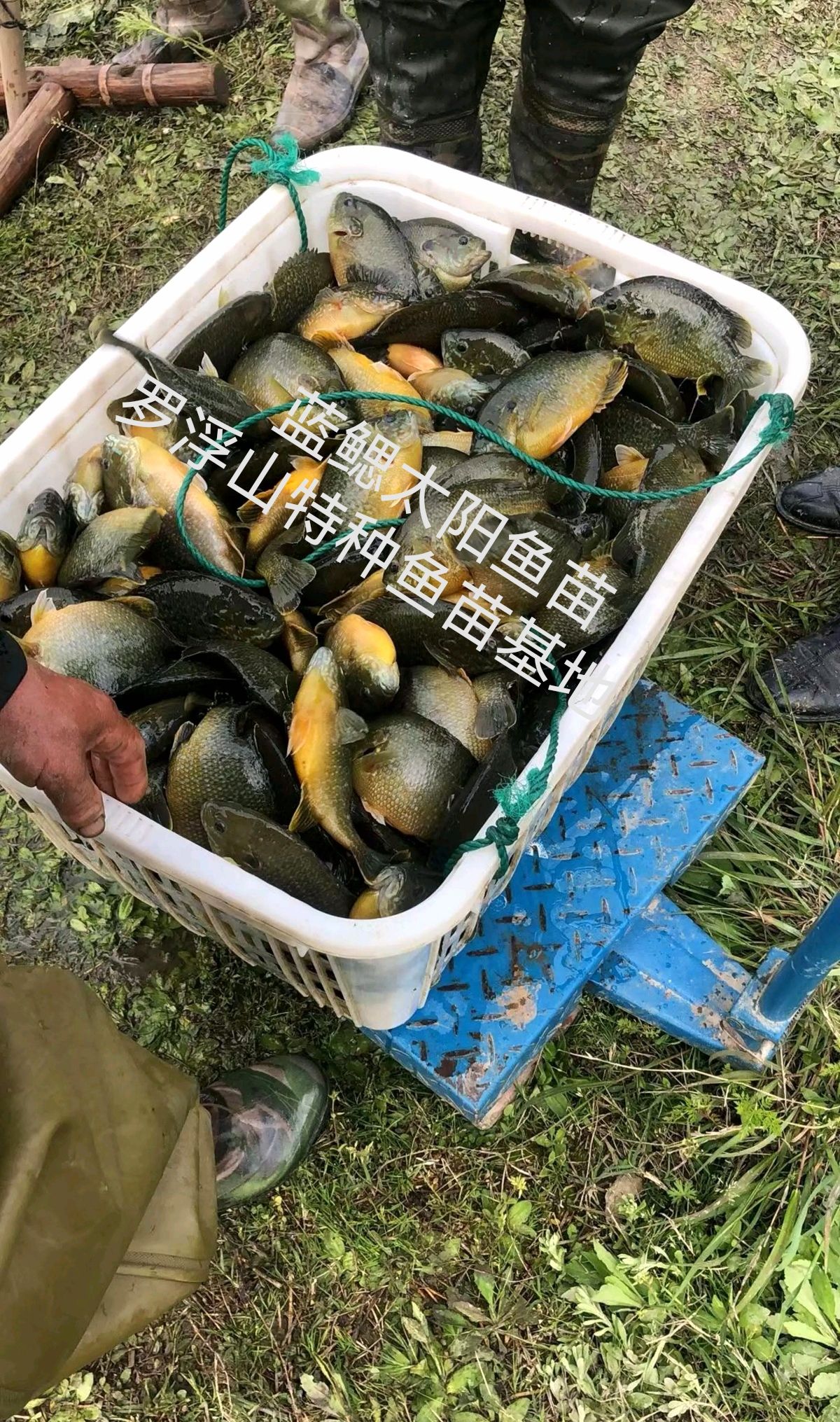 太阳鱼苗  蓝鳃太阳鱼 金边太阳鱼 杂交太阳鱼 抗病力强  苗场直供