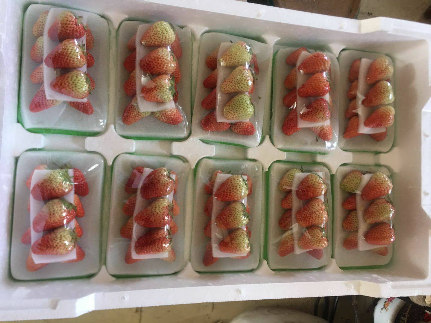 東港市紅顏草莓  丹東九九草莓 精品十盒一包裝 誠招各大商超 批發