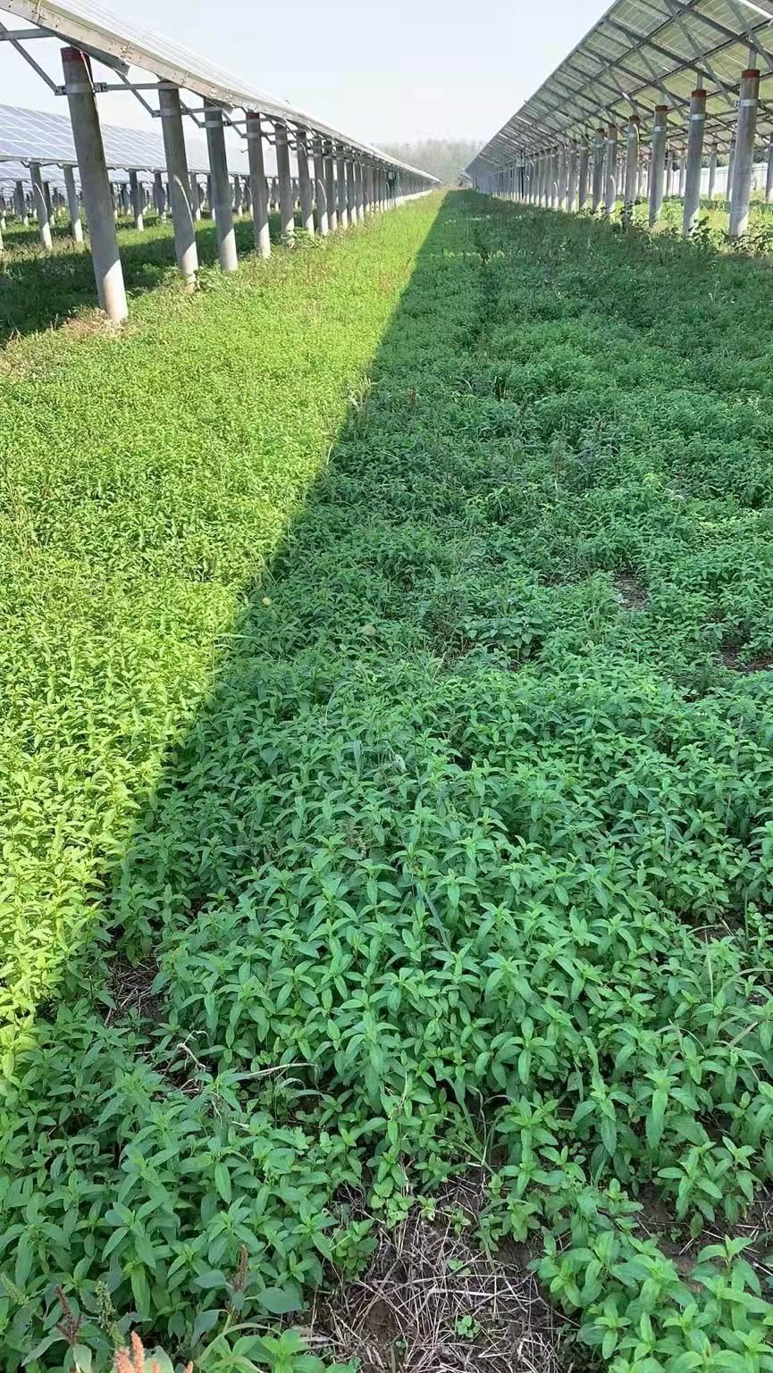  留兰香根出售