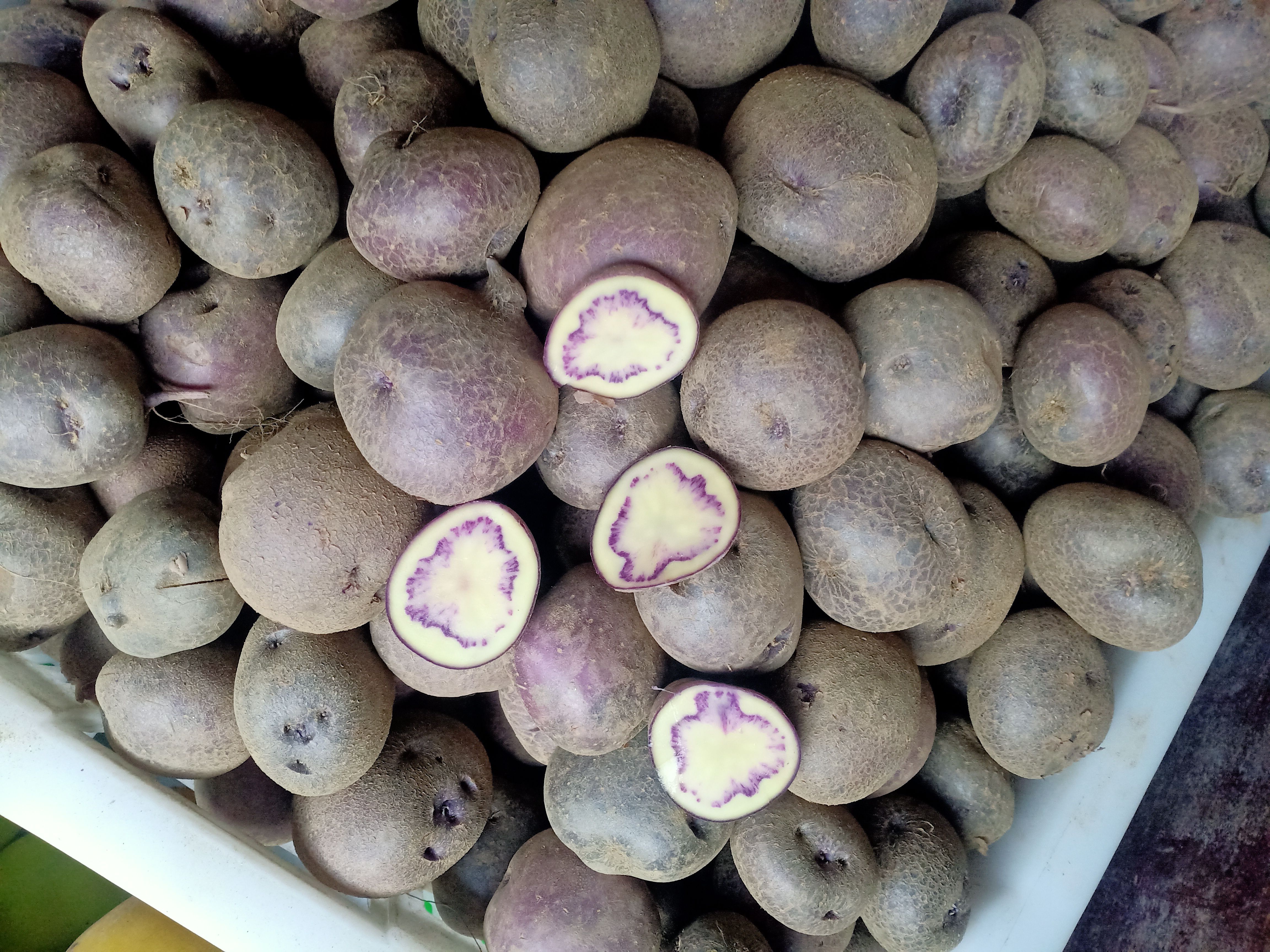 彩色马铃薯  大凉山五彩乌洋芋