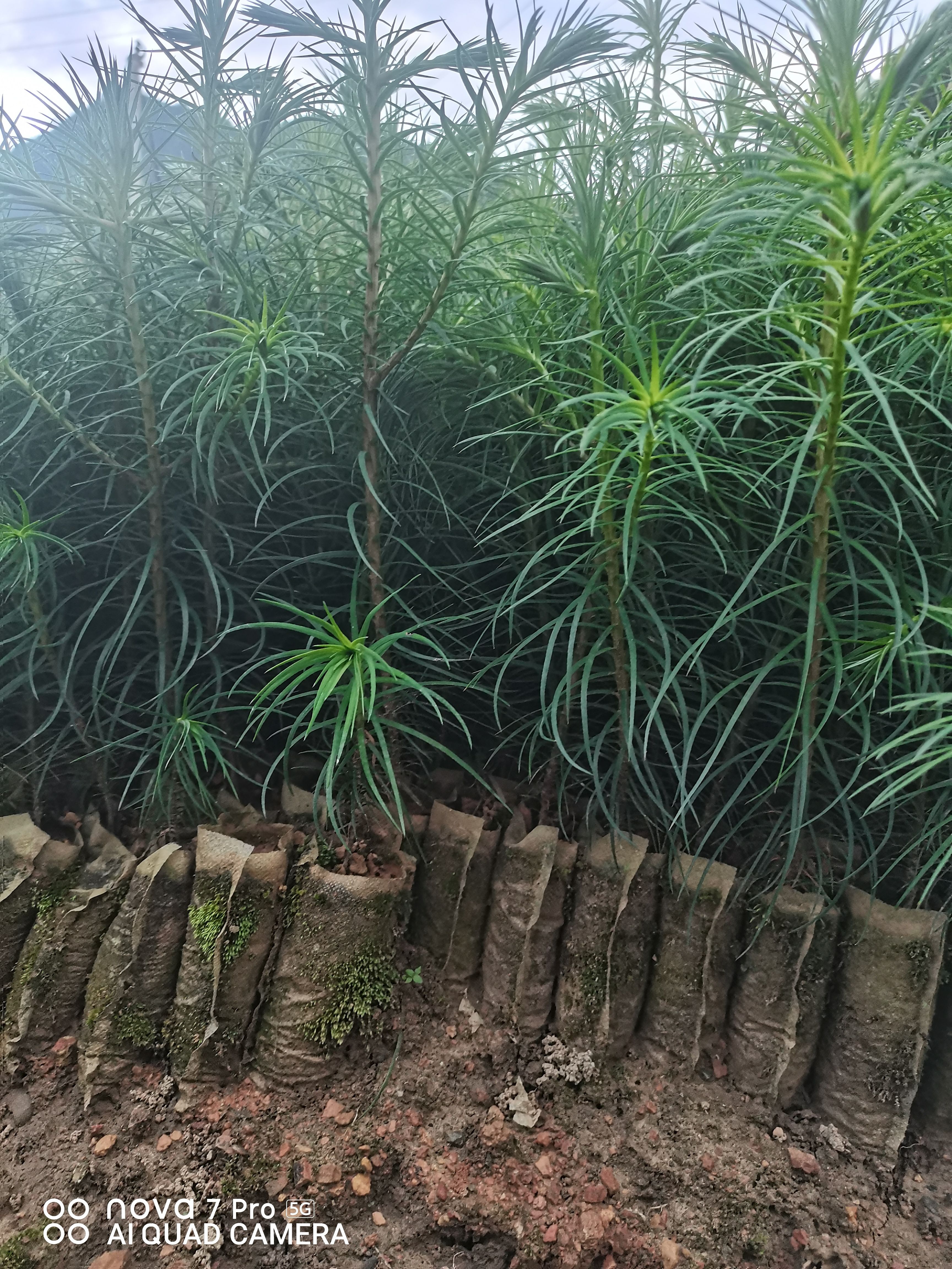 刺杉 优质无防布袋速生杉树苗