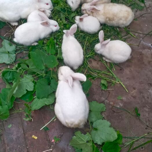 开封种兔，幼兔，杂交兔，