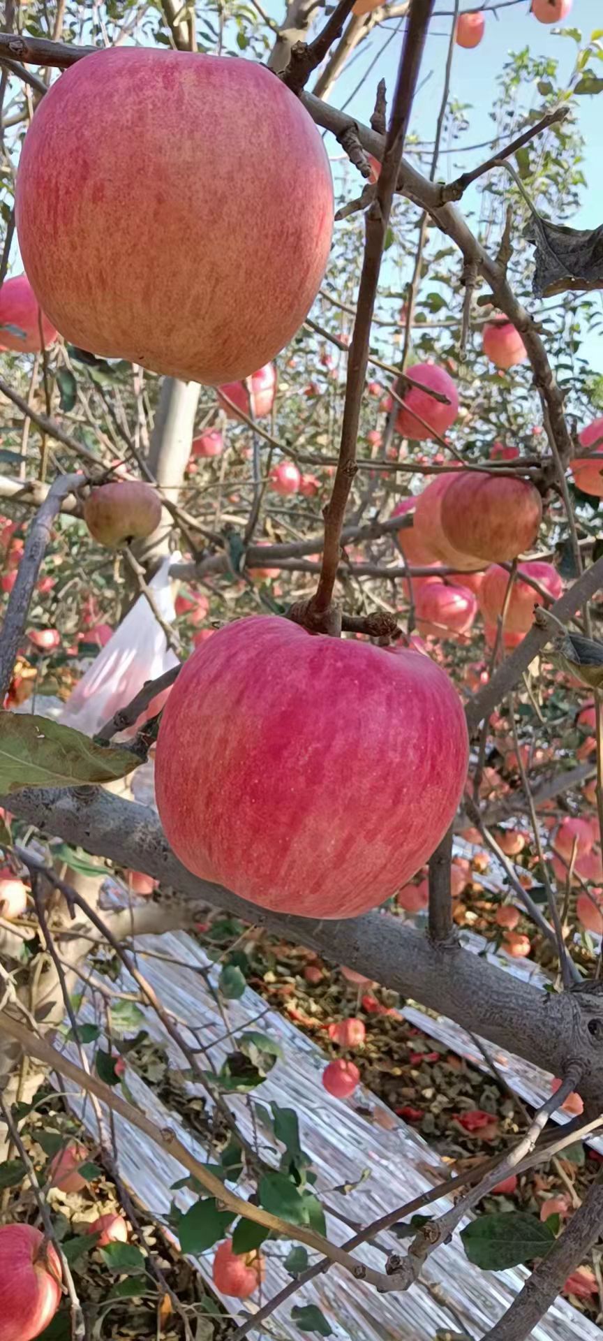 寒富苹果 一刀寒富好货耐储存