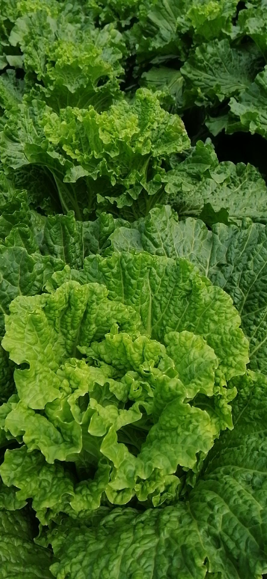 青麻叶大白菜 广西壮族自治区南宁市横县 