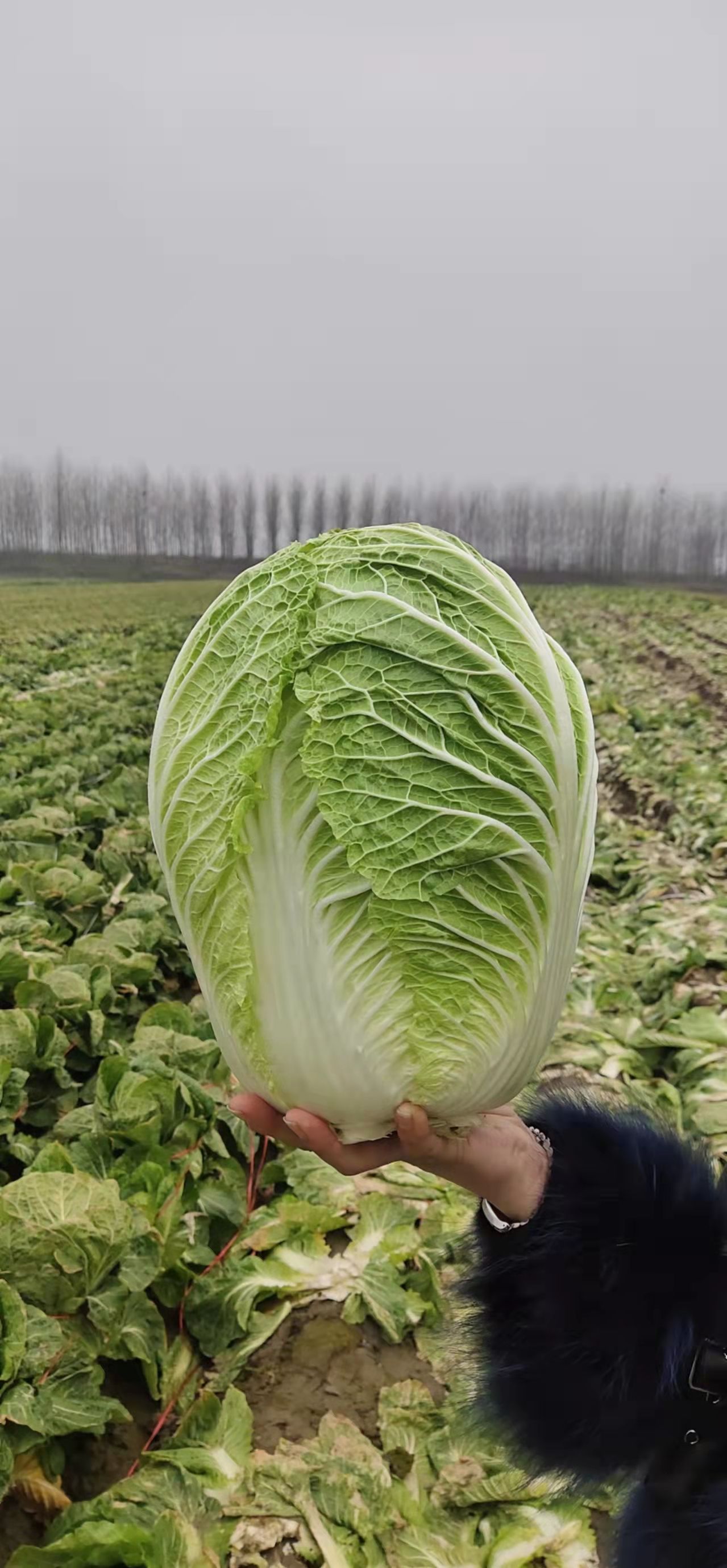 矮颗黄心大白菜大量上货中，专业工人现砍现装，包装新鲜