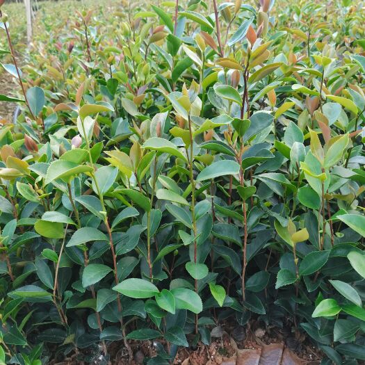 油茶树苗 大量批发优质油茶苗，一收货源