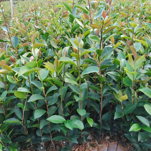 乐业县油茶树苗 大量批发优质油茶苗，一收货源