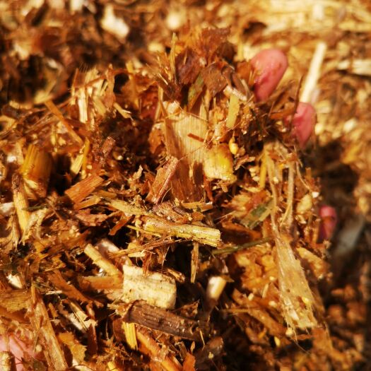 新蔡县青储草 玉米黄储袋装