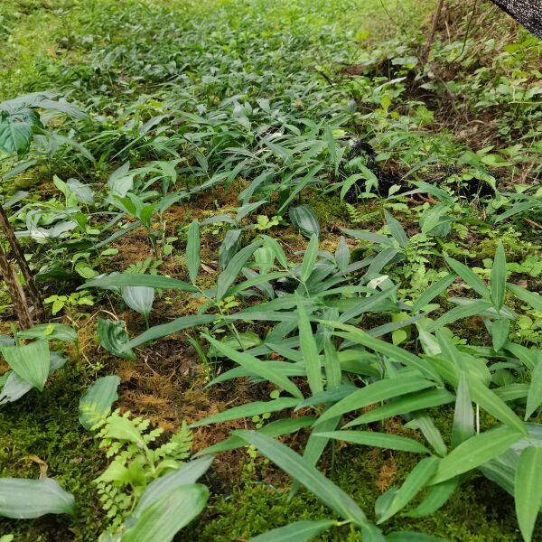 黄精种苗  姜形黄精  湖北恩施本地不倒苗黄精，山上种子繁殖。