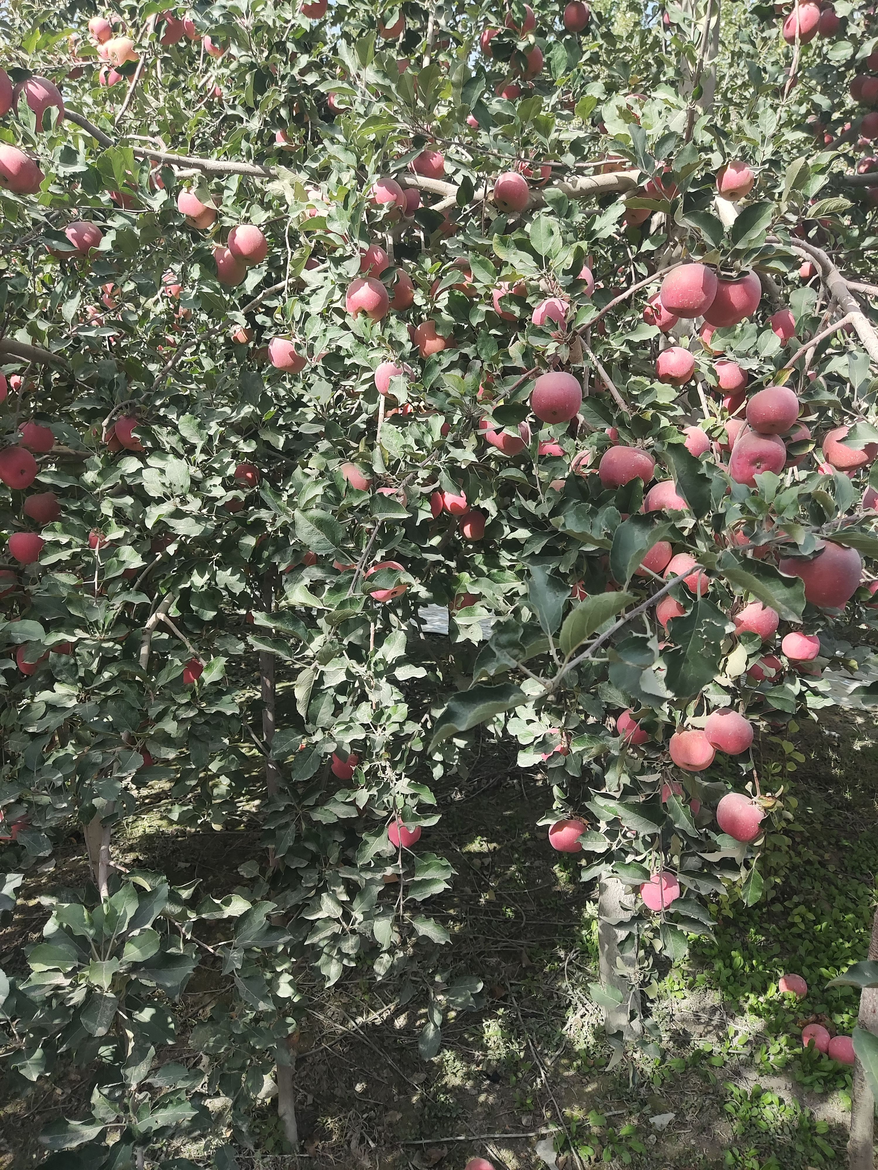  代办代购新疆阿克苏冰糖心红富士苹果