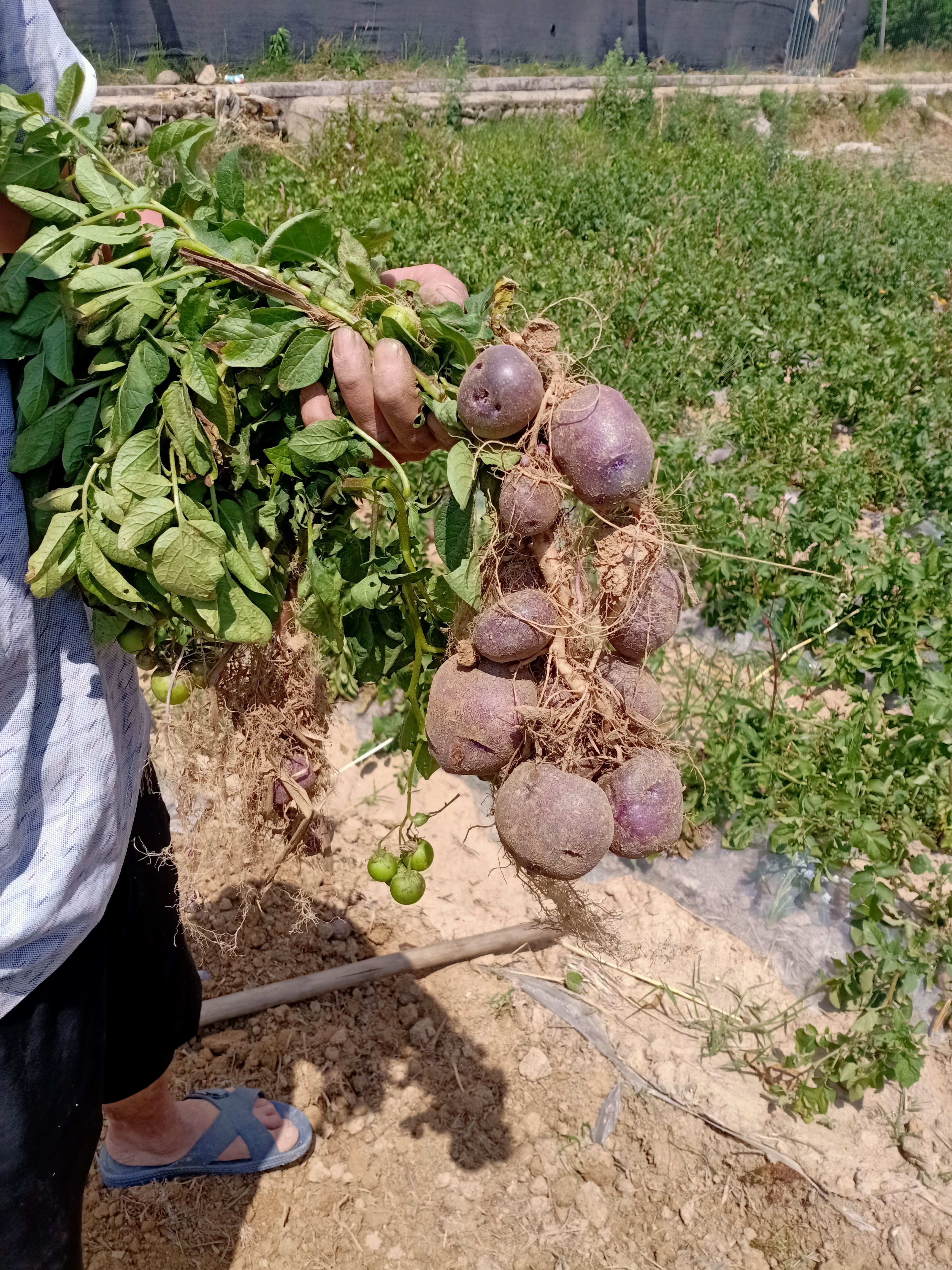 彩色马铃薯  大凉山五彩乌洋芋