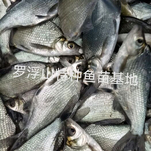 武昌鱼苗 三角鲂 边鱼苗 鳊鱼 团头鲂 过筛均匀 量大送货