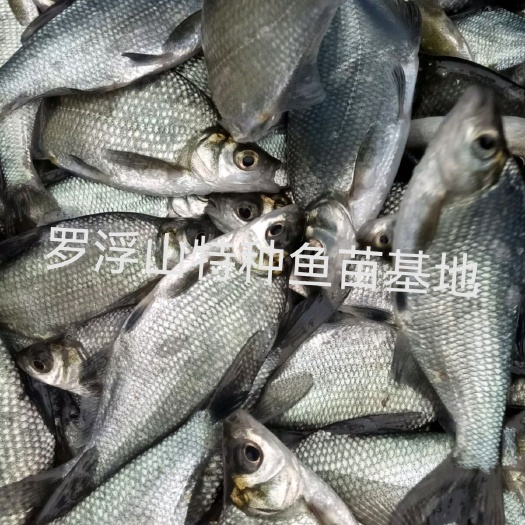 博罗县武昌鱼苗 三角鲂 边鱼苗 鳊鱼 团头鲂 过筛均匀 量大送货