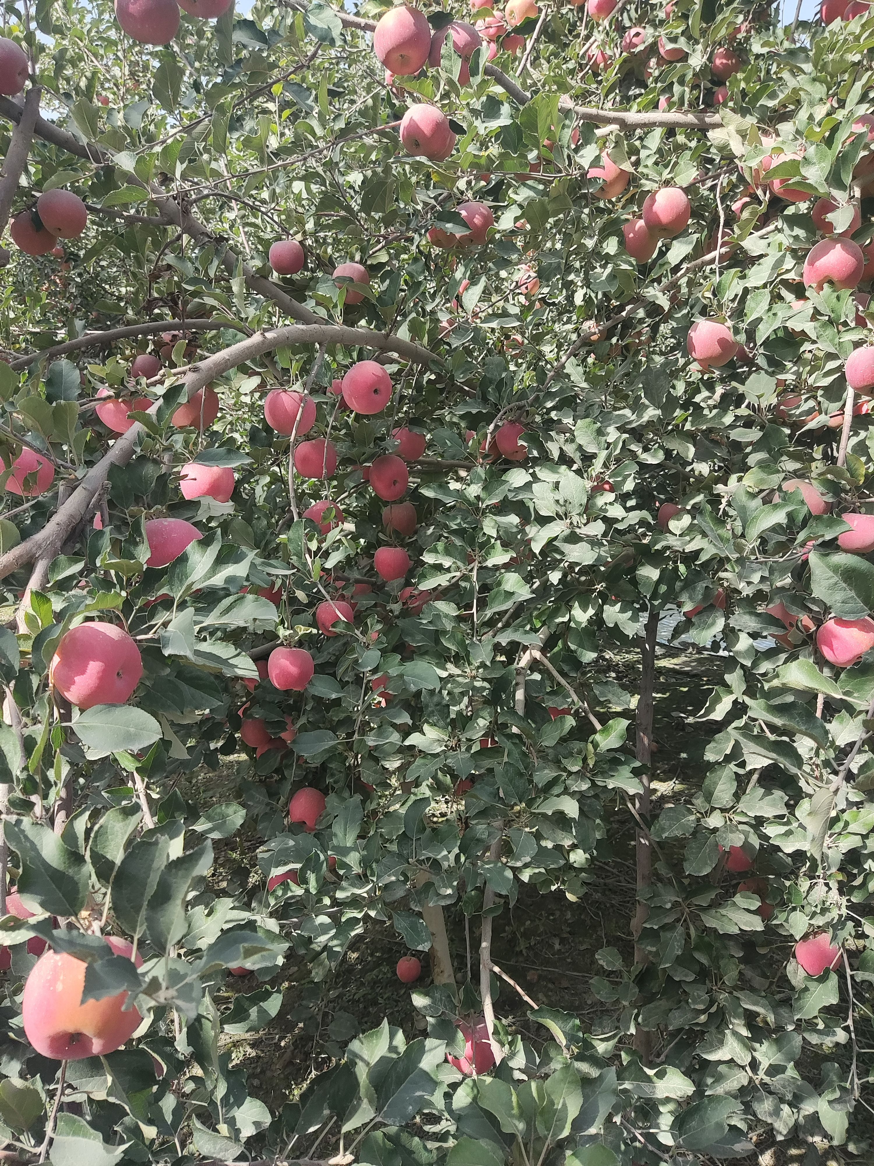  代办代购新疆阿克苏冰糖心红富士苹果