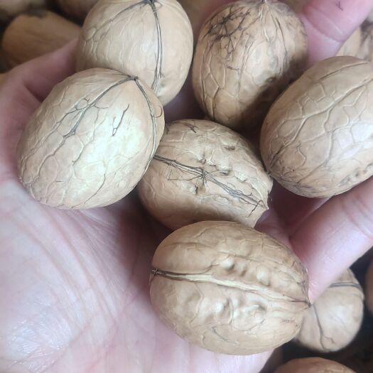 阿克苏市 新疆阿克苏新二薄皮核桃