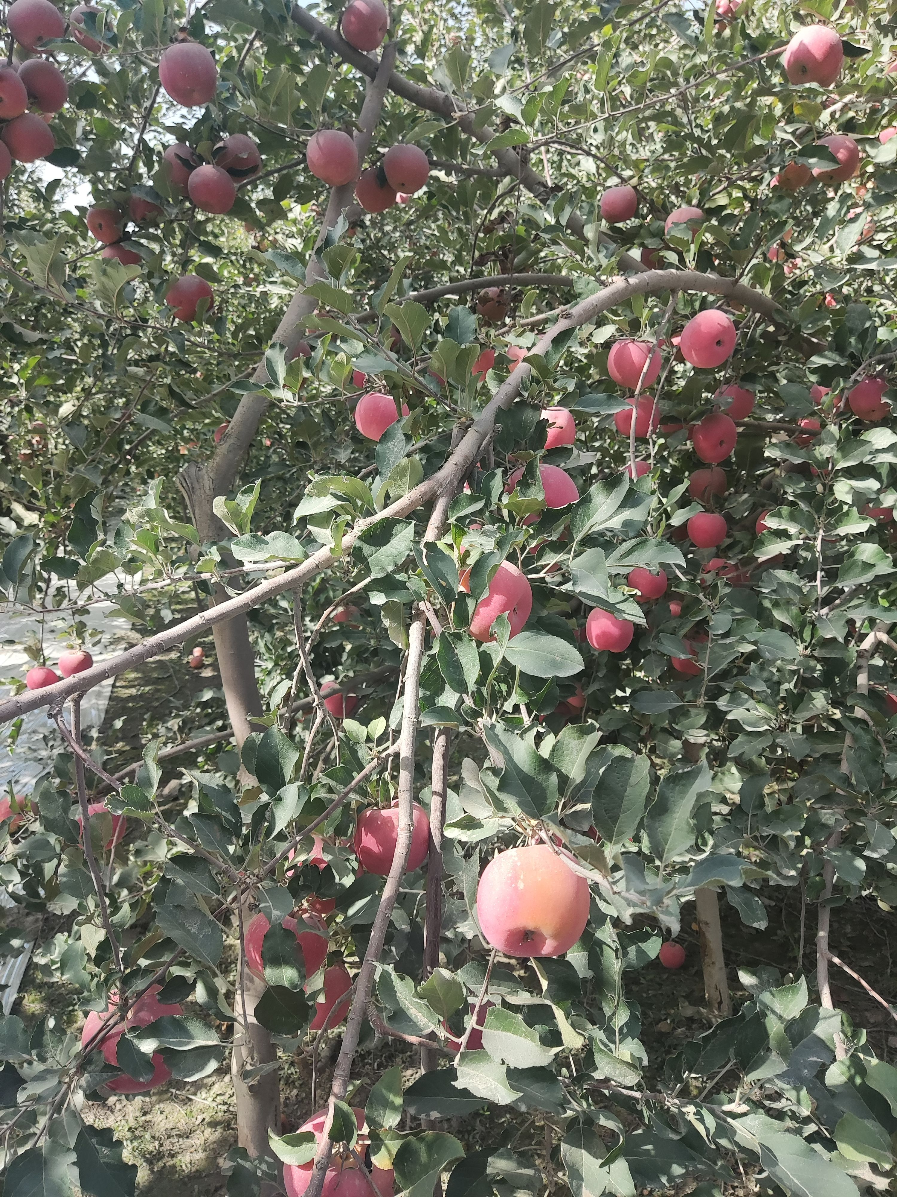  代办代购新疆阿克苏冰糖心红富士苹果