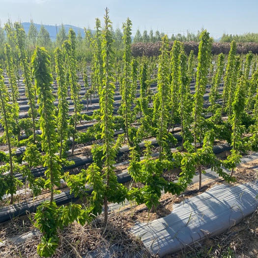 泰安俄罗斯8号樱桃苗  一根棍樱桃苗亩栽上千棵密植矮化高产早产俄罗斯八号樱桃苗