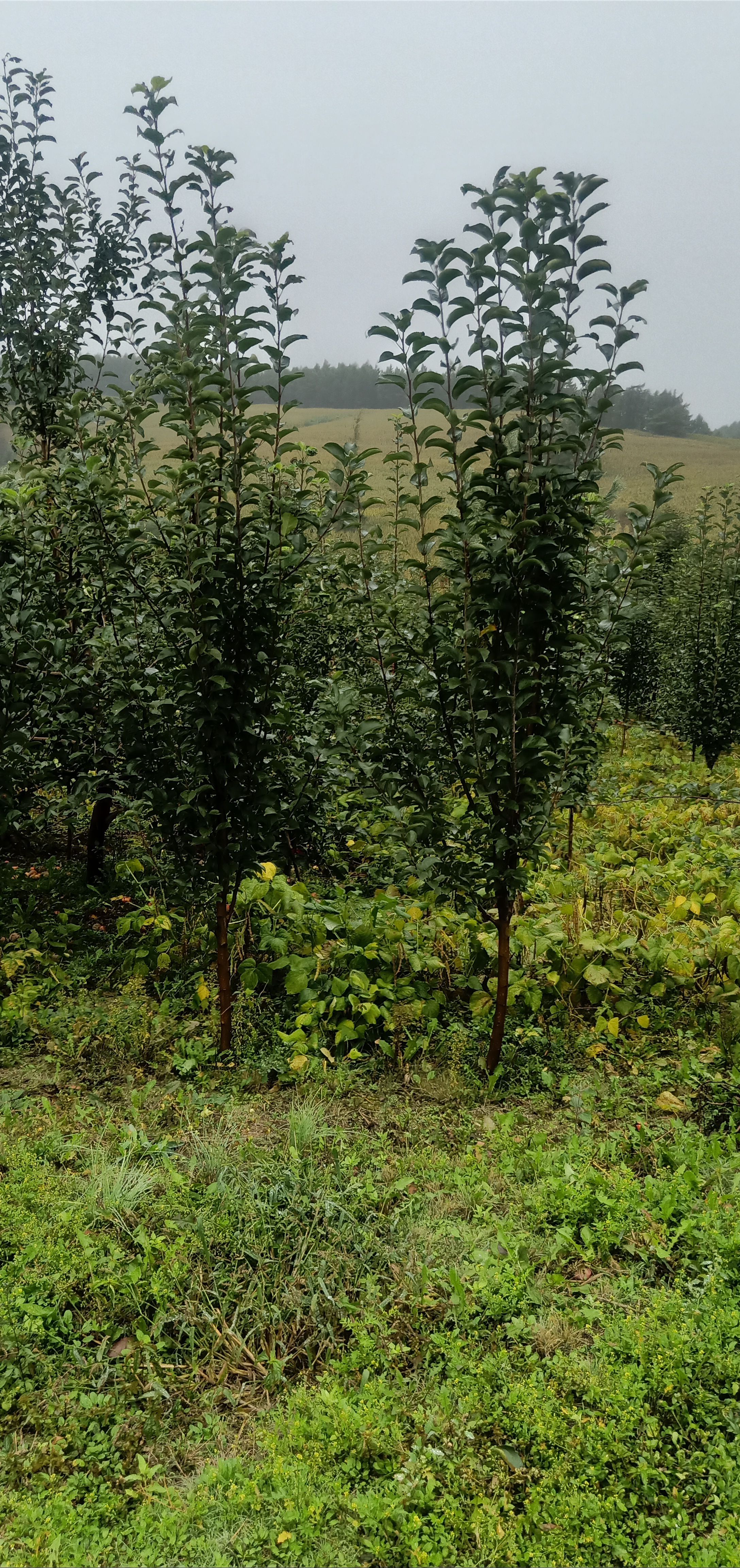 金红苹果苗 123树