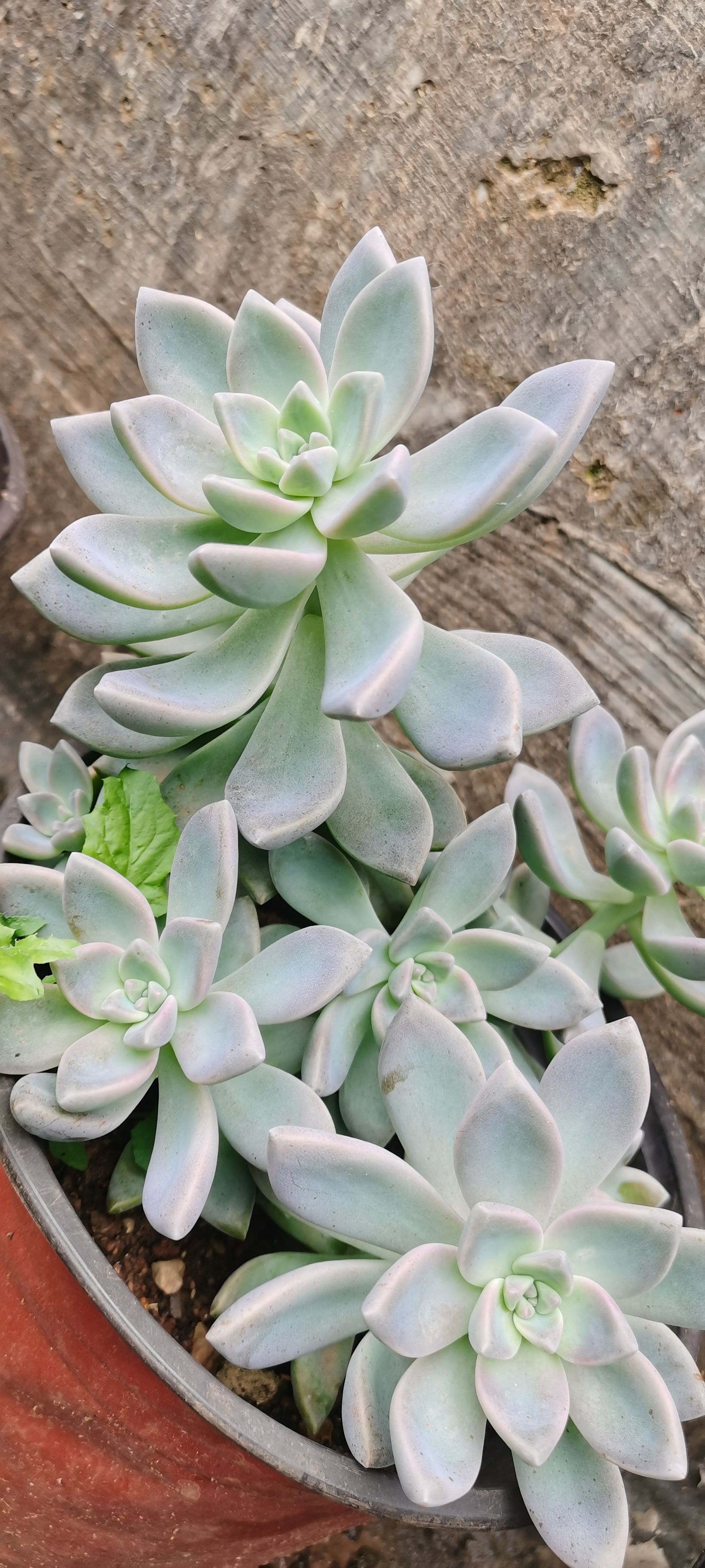 多肉植物批发]出售紫乐淡雪红稚莲法师等多肉植物价格38元/盆- 惠农网触屏版