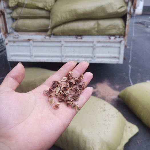 赣州虎杖种子，高产驯化品种，出芽率有保证，提供育苗种植技术