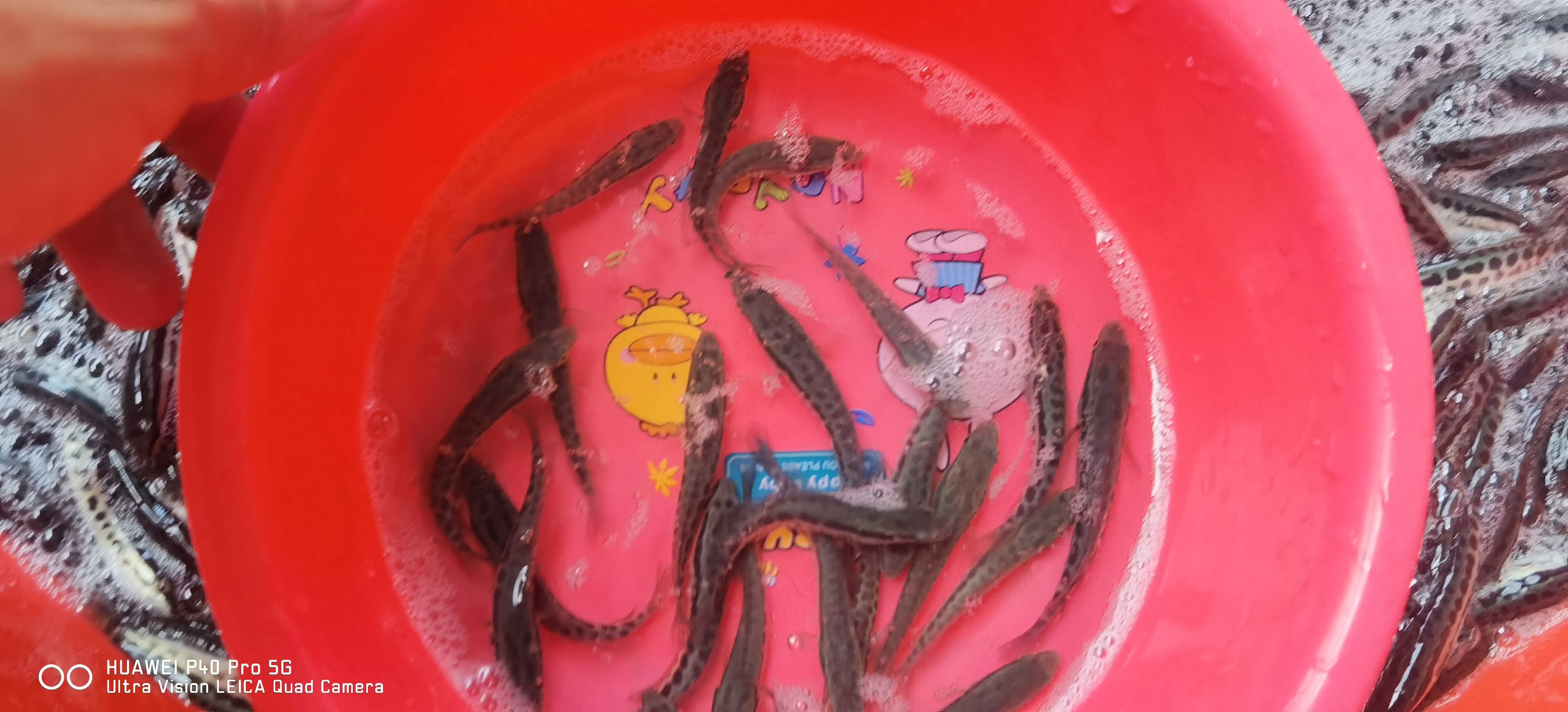 乌鳢苗  优选港种正交黑鱼苗 生鱼苗 生长速度快 抗病毒能力强