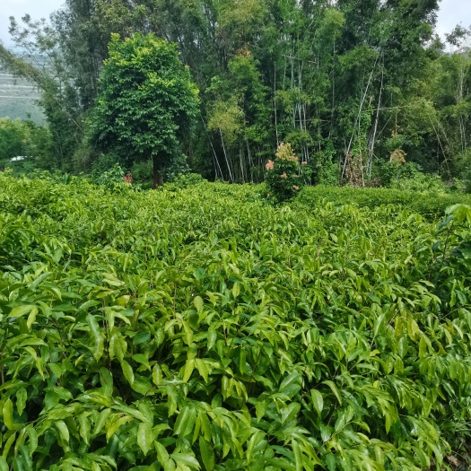 阳春市沉香苗  苗场位于阳春崆峒，可供应沉香树苗，欢迎各大老板咨询