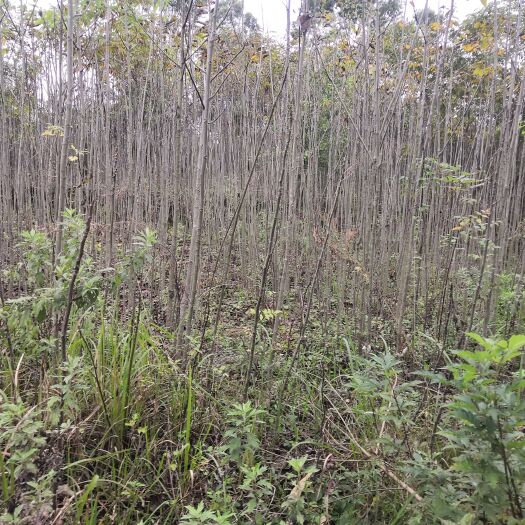中江县核桃苗  核桃砧木4年以上的苗子，大小不等