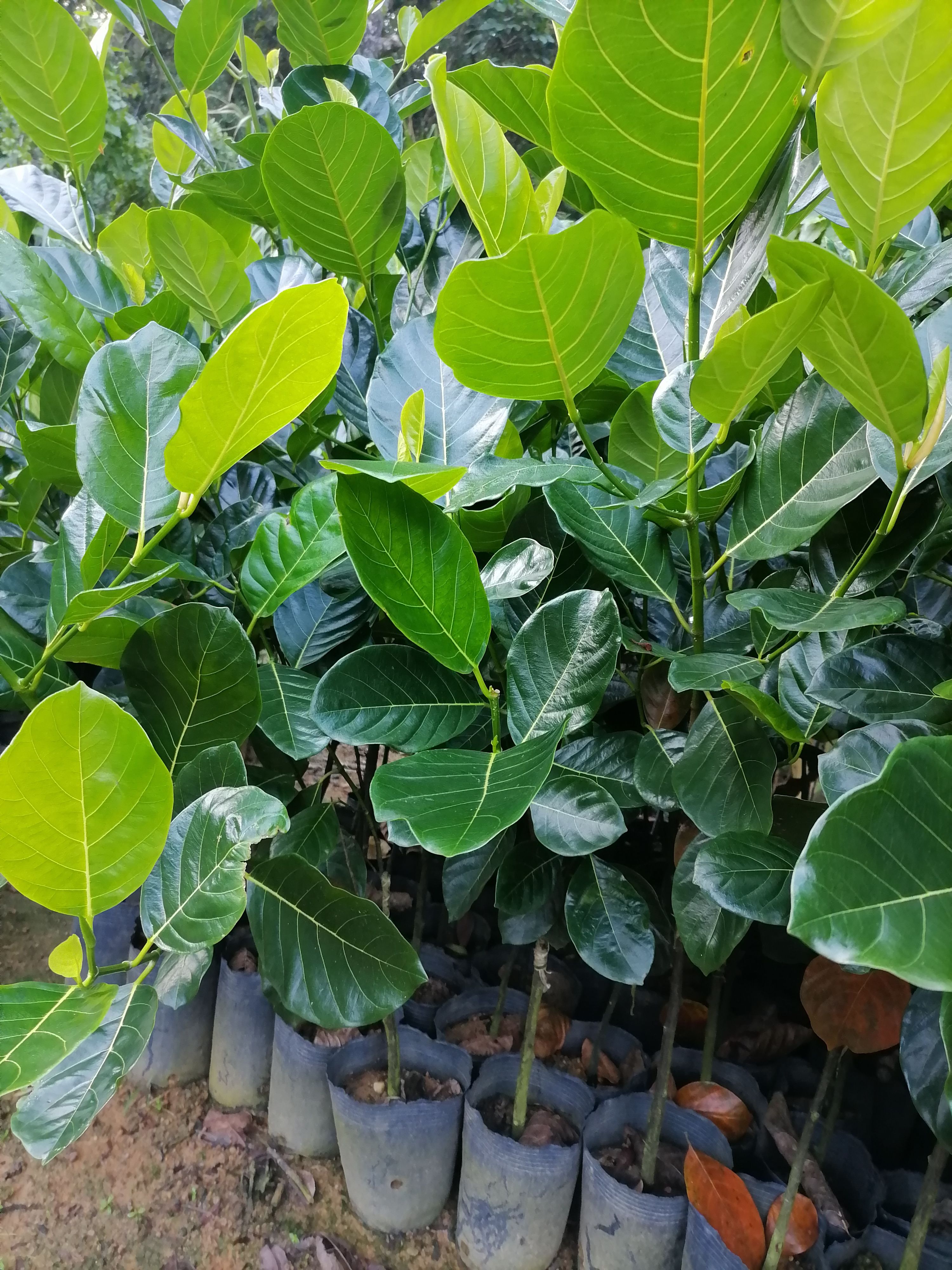 普宁市马来西亚一号菠萝蜜苗  嫁接干苞菠萝蜜苗