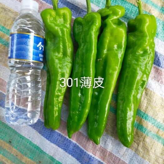 商丘青泡椒 河南省商丘市夏邑县 