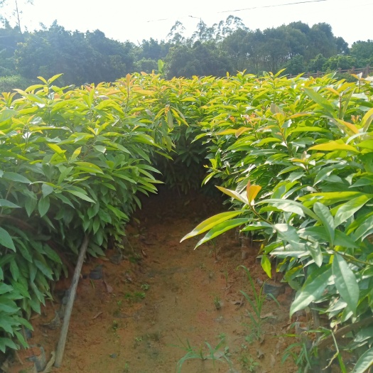 广州木荷苗 木荷小杯苗