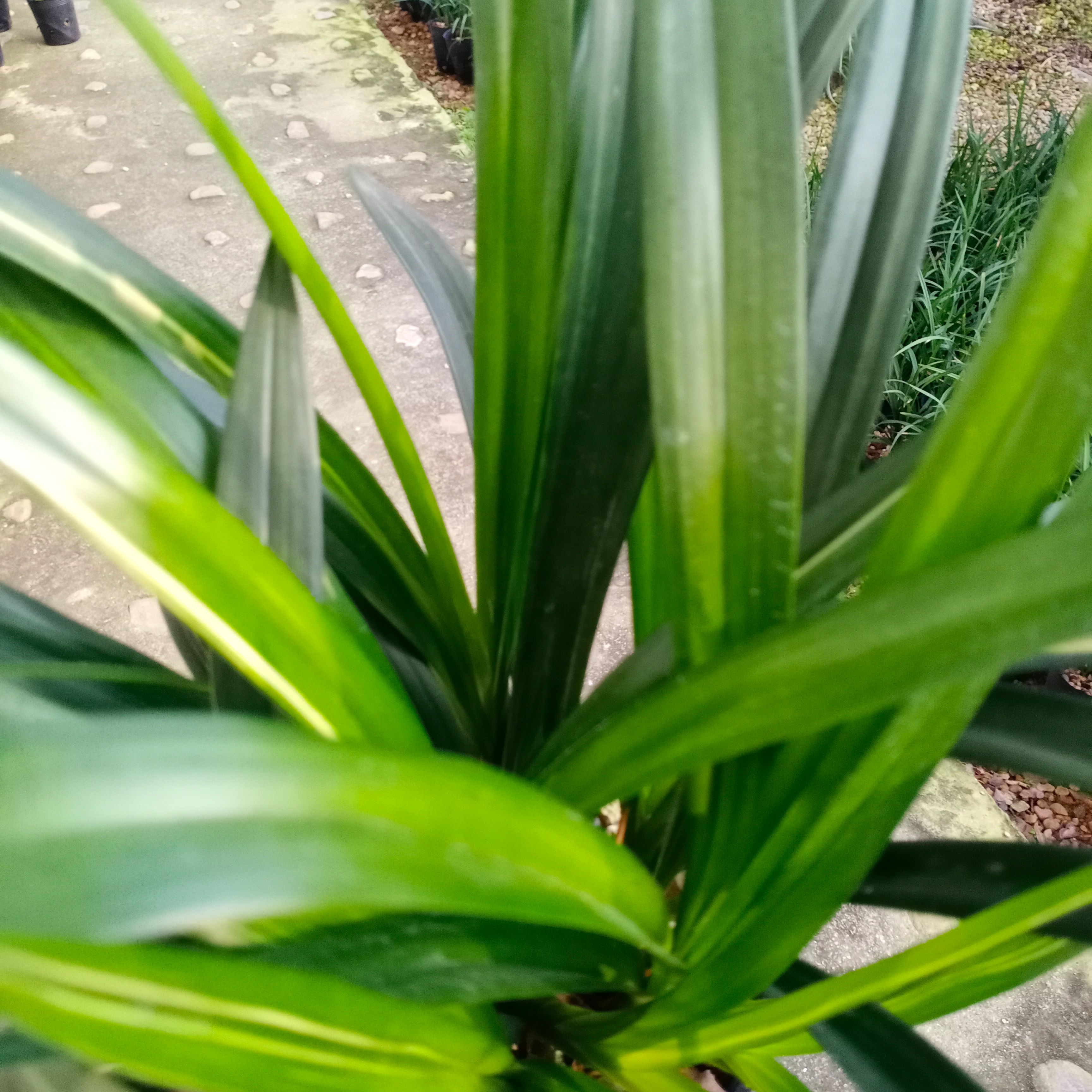 墨兰新娘阳明锦浓香宽叶名贵兰花品种大全盆栽