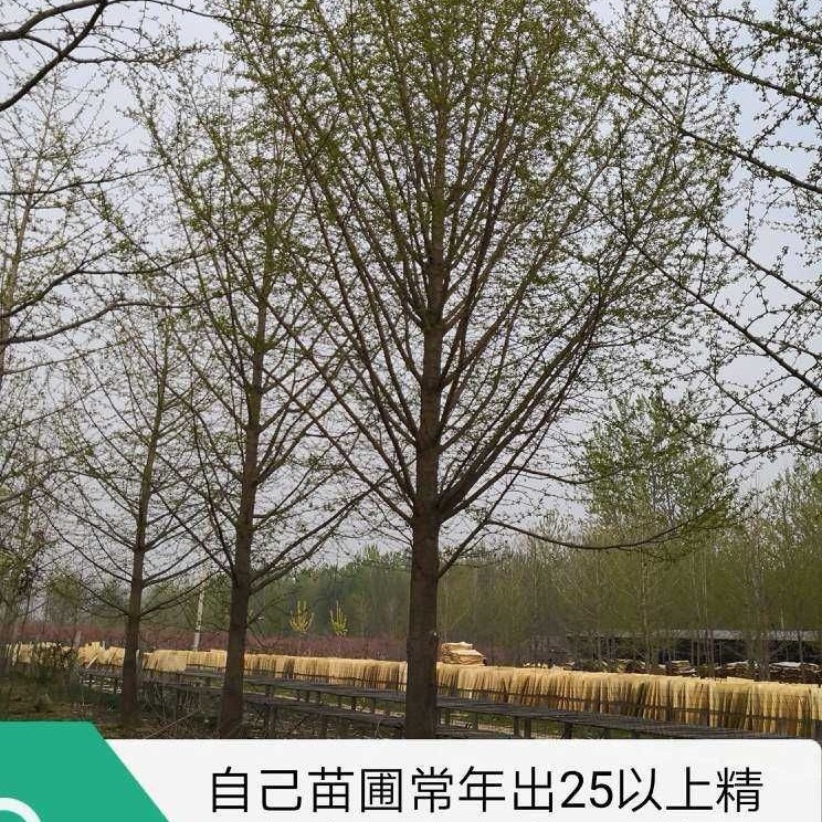 金叶复叶槭 银杏