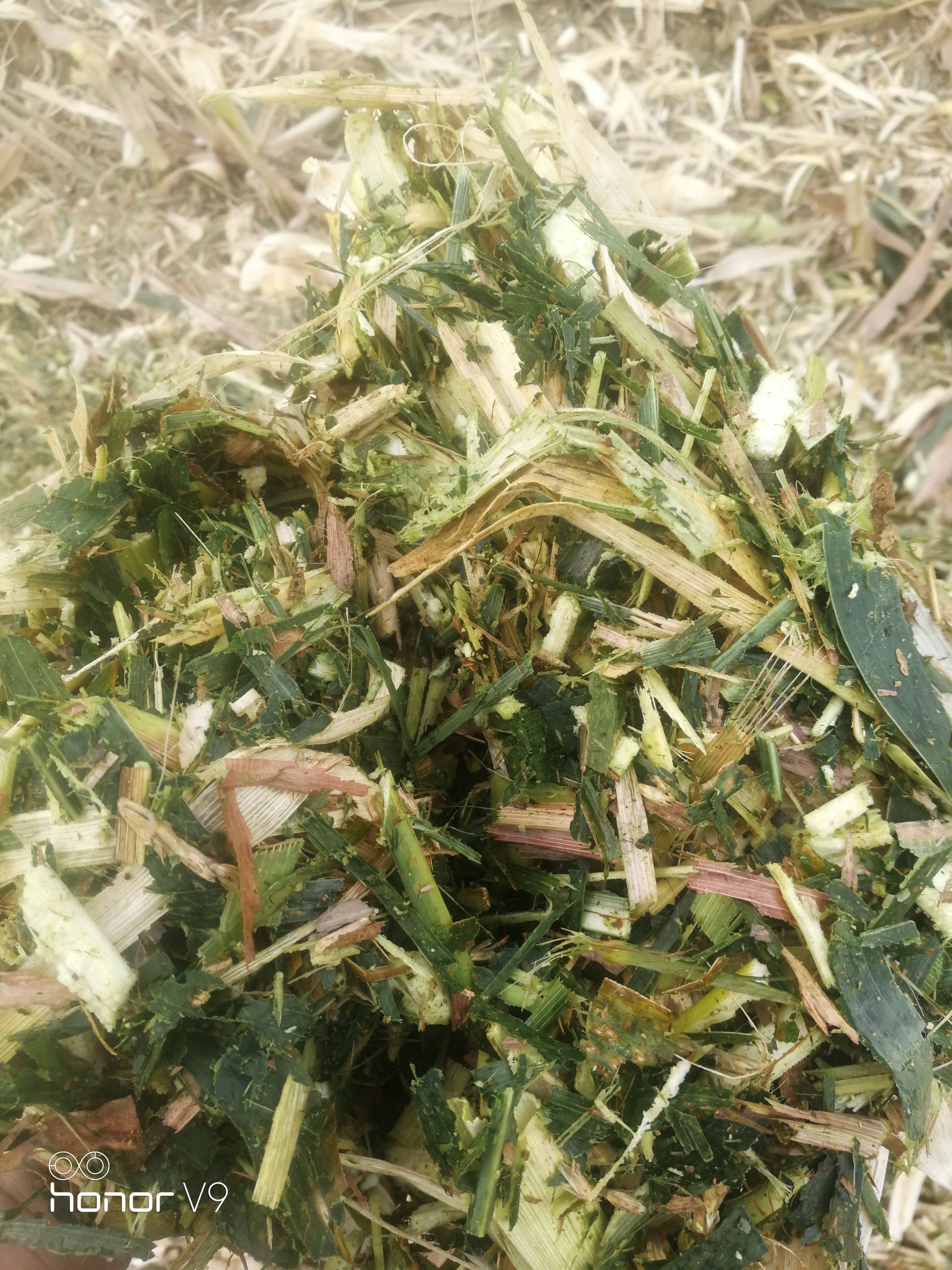青储，黄储，玉米秸秆，毛豆皮，圆包。