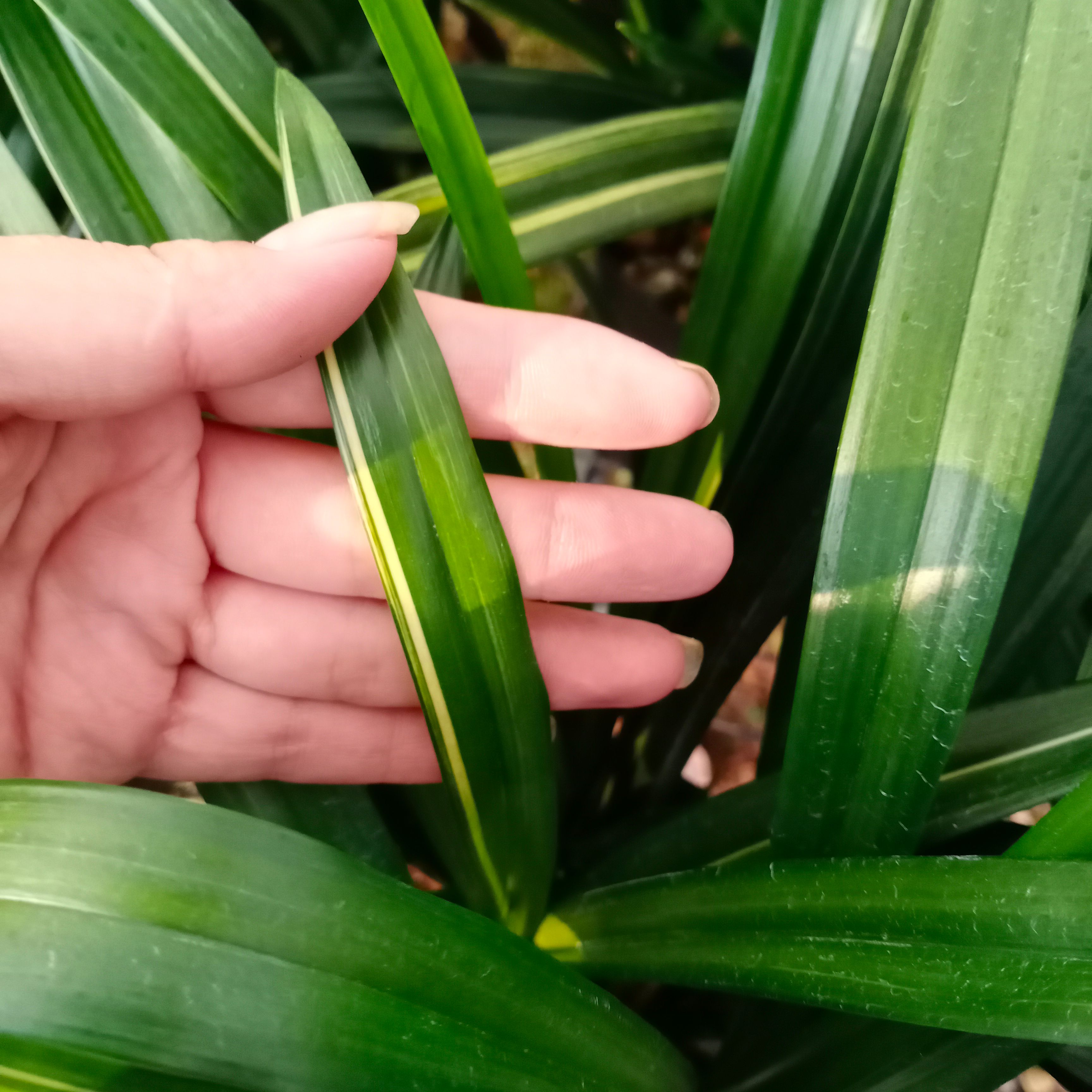 墨兰新娘阳明锦浓香宽叶名贵兰花品种大全盆栽