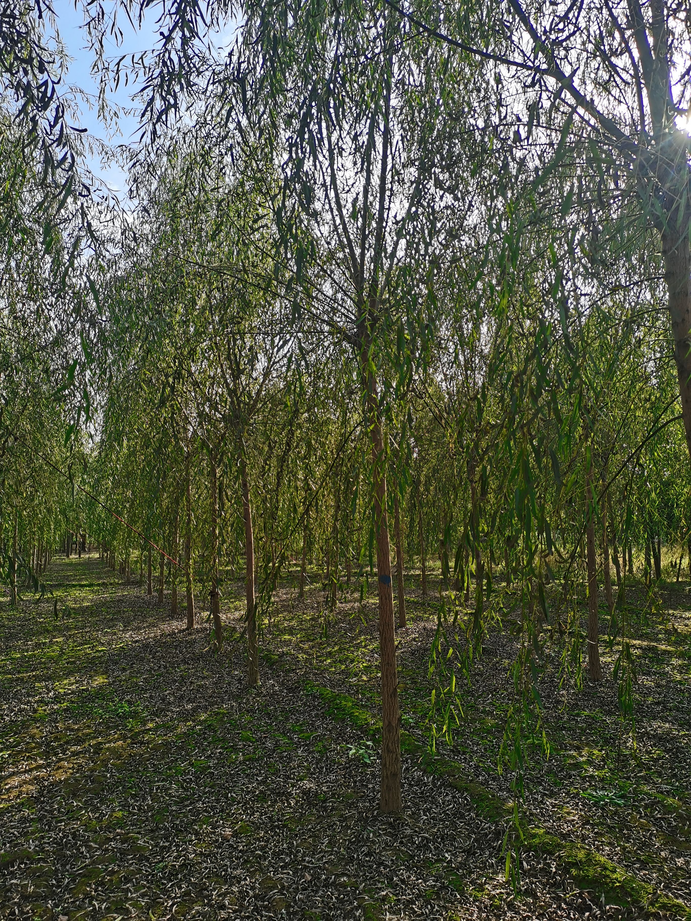 12--20公分嫁接垂柳，金丝柳