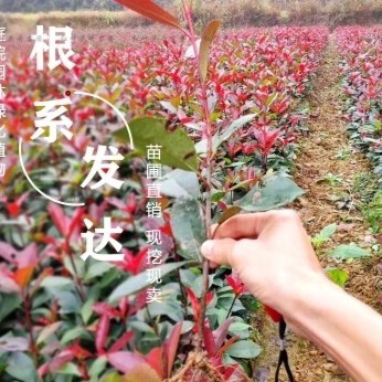 奉新县红叶石楠15厘米以上