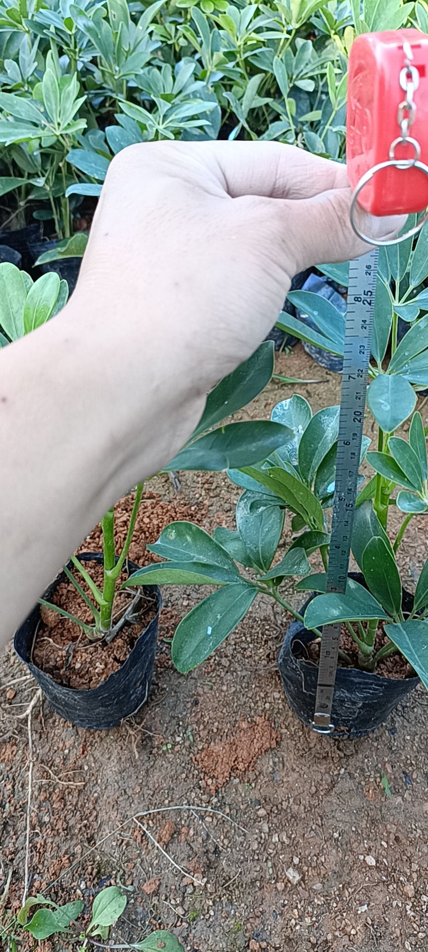 鸭脚木盆栽  鸭脚木