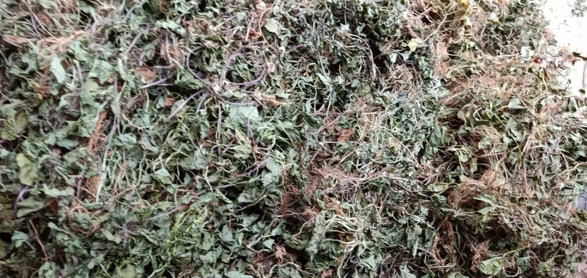 积雪草～雷公根~新货~1公斤起售~
