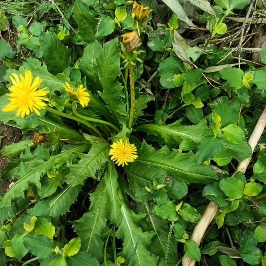 新县蒲公英茶 蒲公英婆婆丁黄花头天然自然生长无硫熏批发零售2021新货