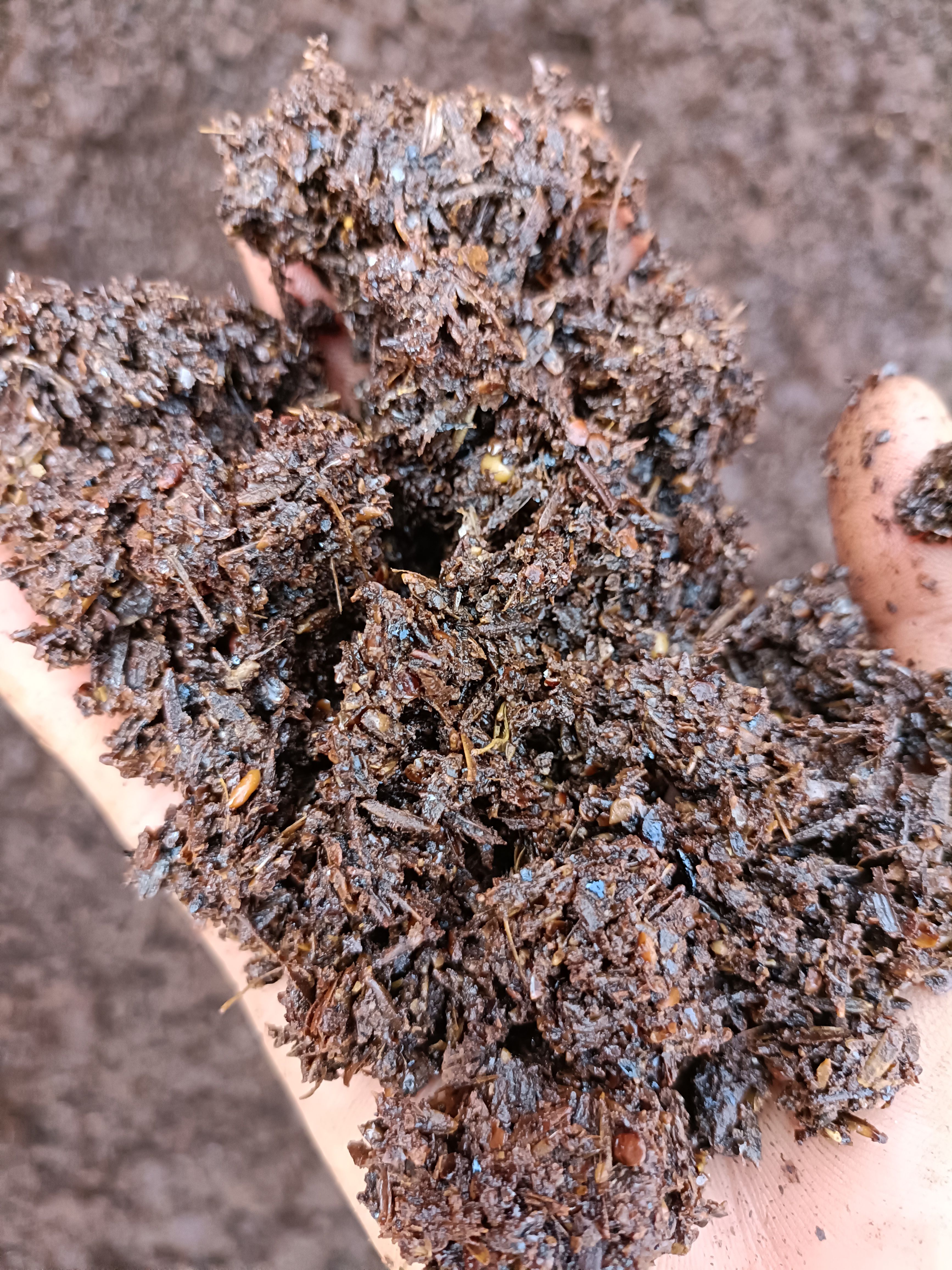 高粱酒糟，白酒糟