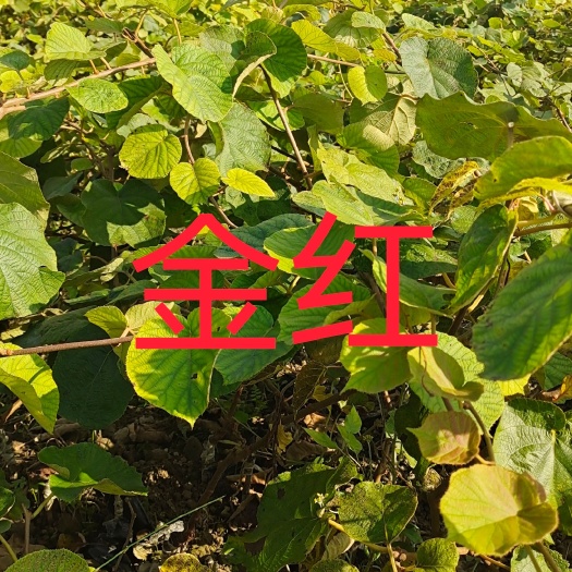 永顺县翠香猕猴桃苗 水杨桃嫁接猕猴桃苗