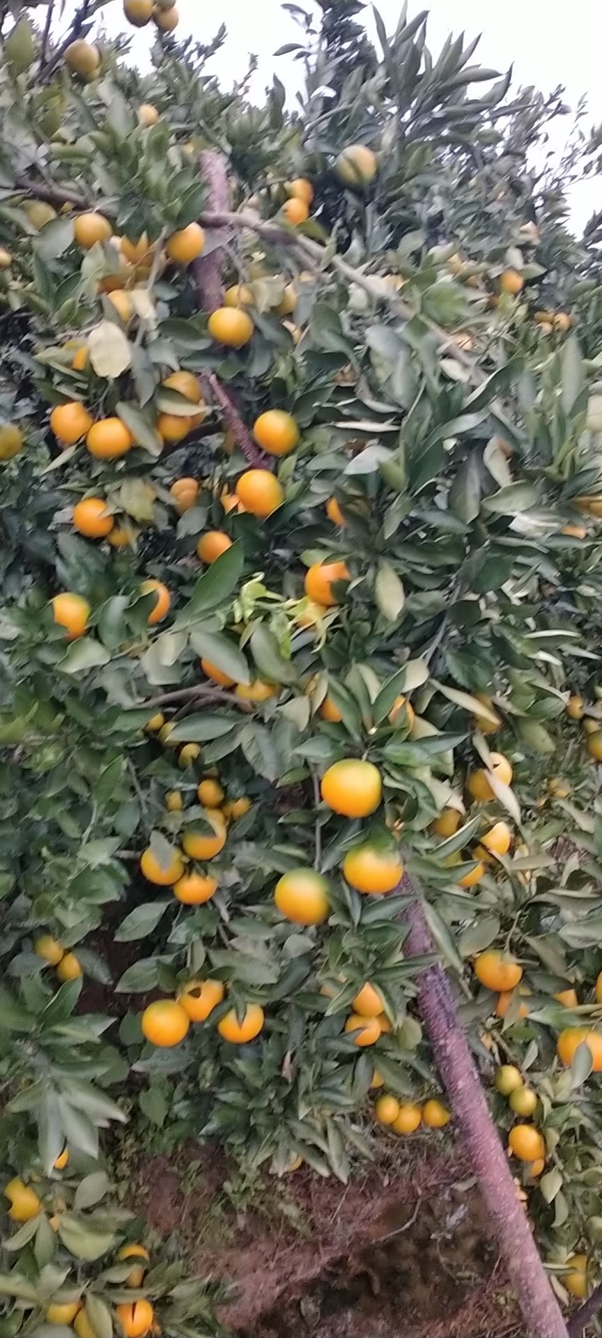 蜜桔 精品蜜橘 产地直供 皮薄口感纯 货源充足 量大价低
