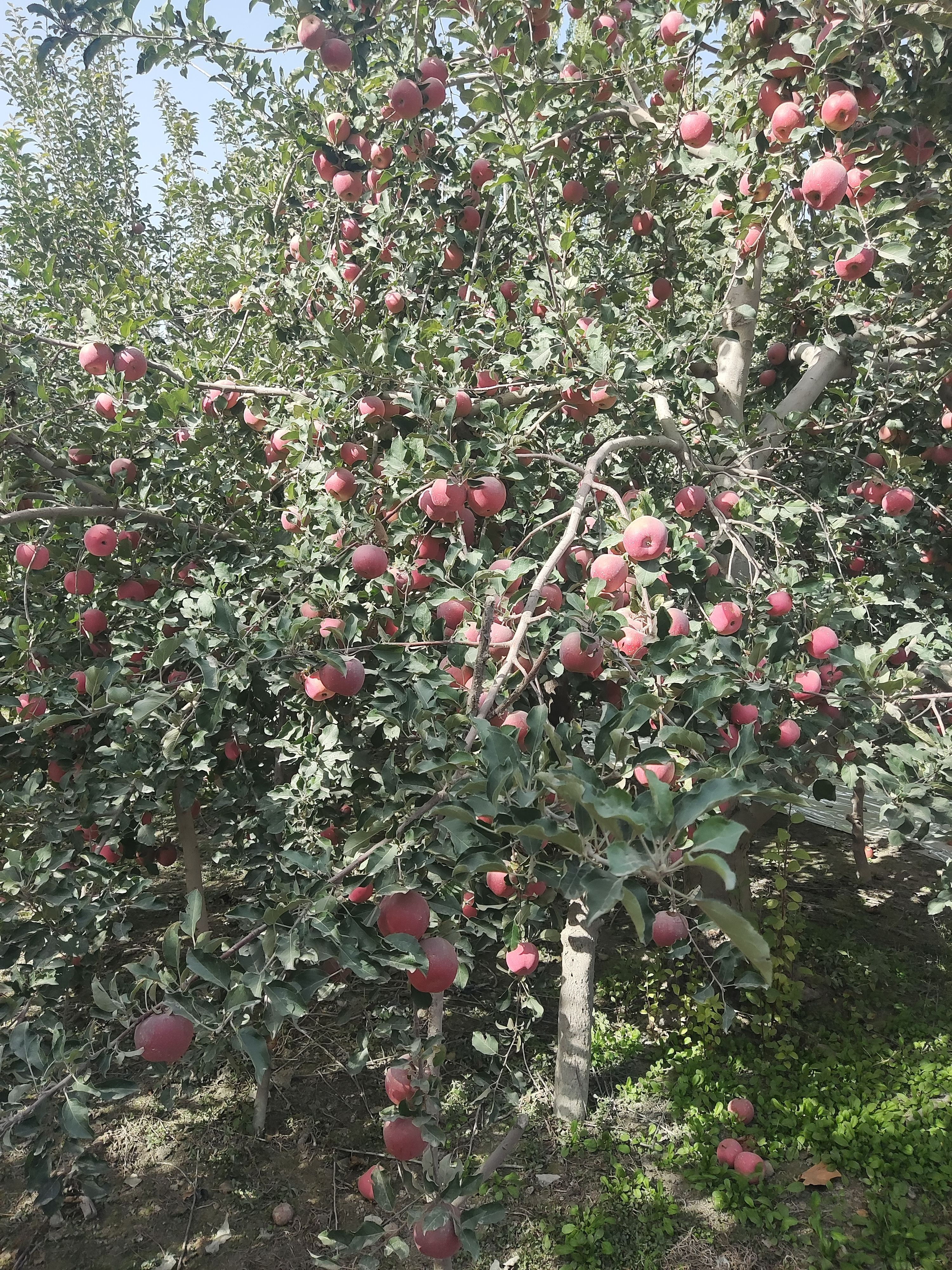  代办代购新疆阿克苏冰糖心红富士苹果