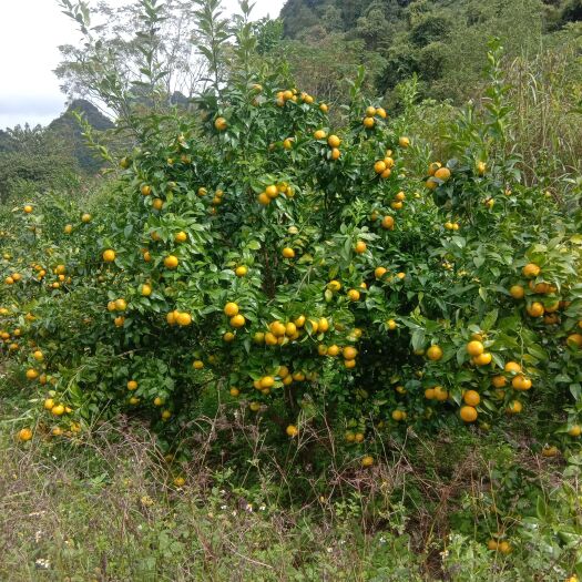 德保县皇帝柑 柑桔