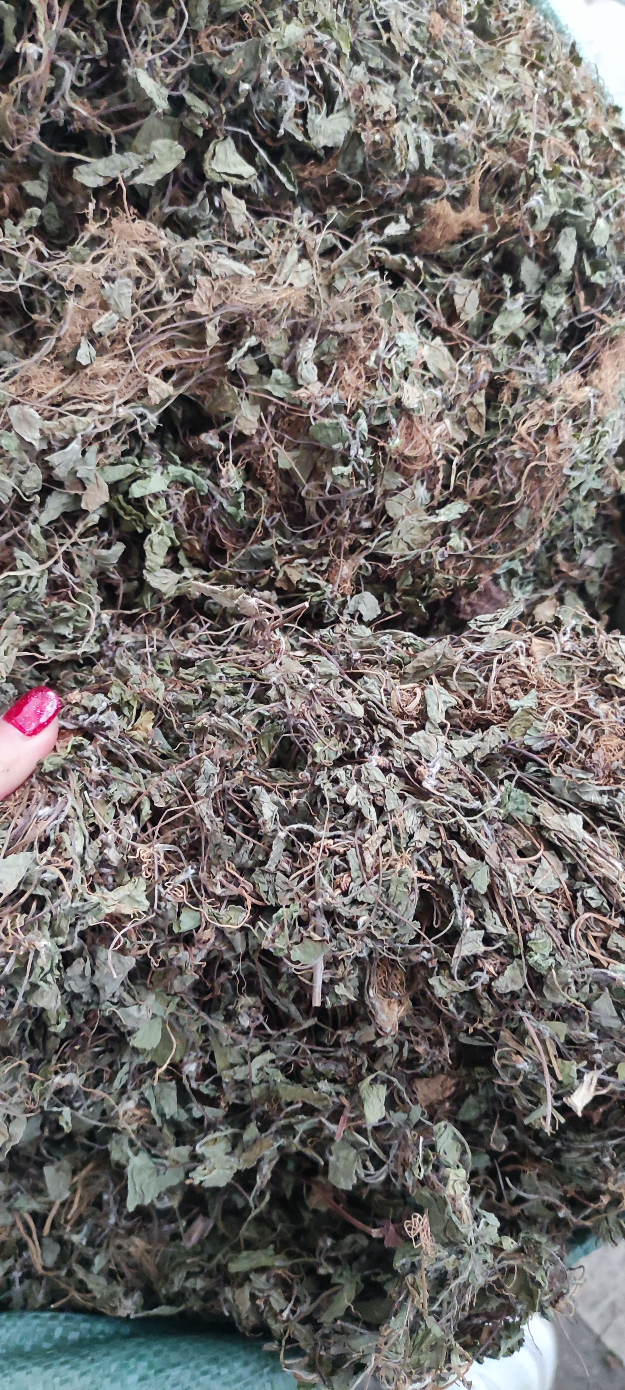积雪草～雷公根~新货~1公斤起售~