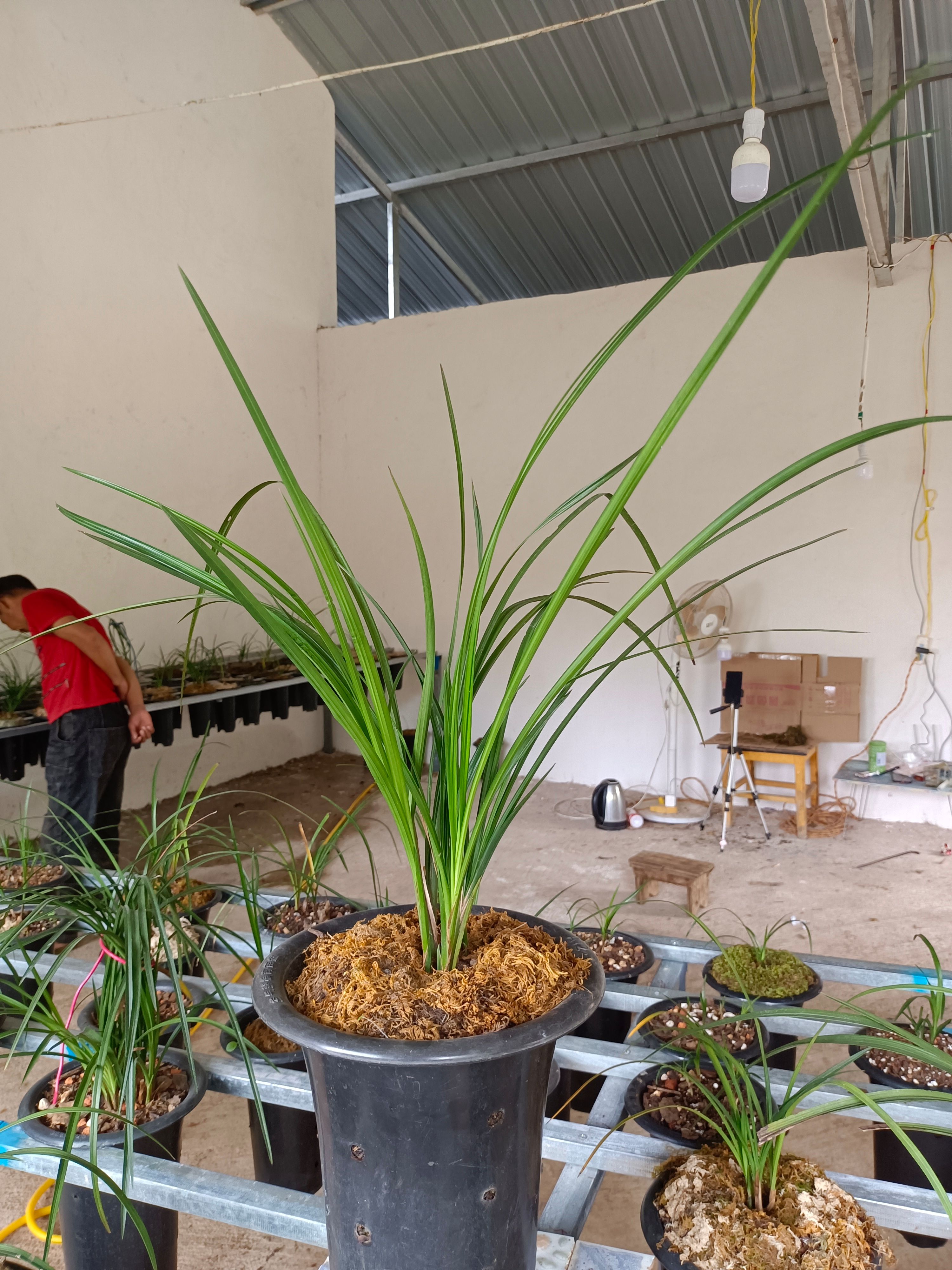 云南保山杨柳莲瓣兰